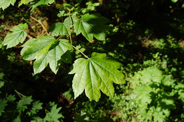 vine maple