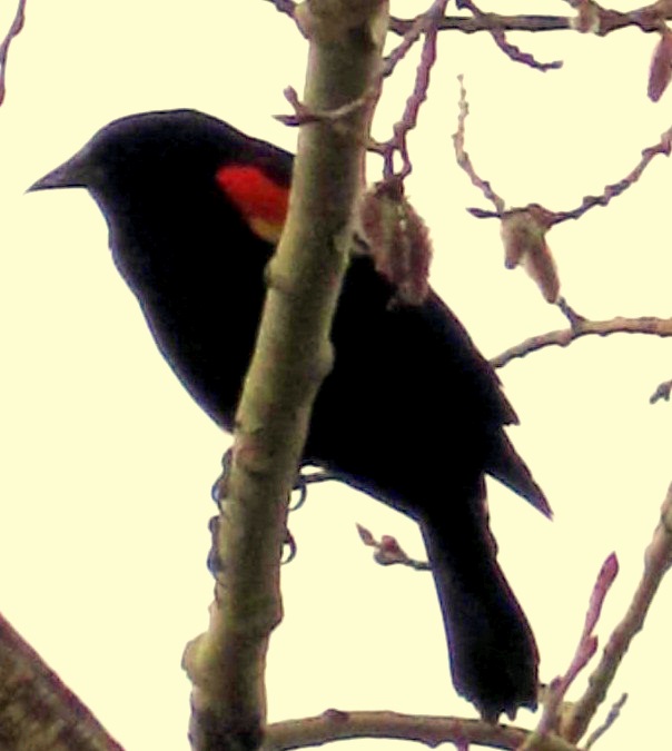 red winged black bird