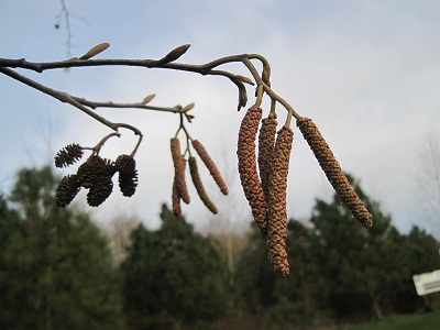 Red Alder