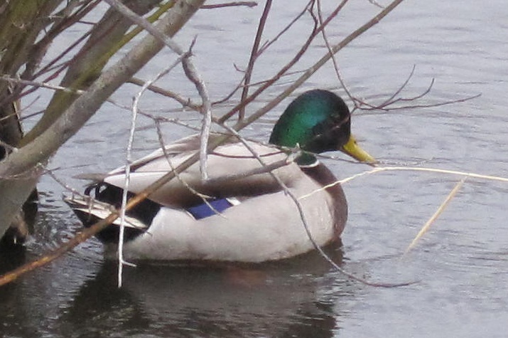 mallard