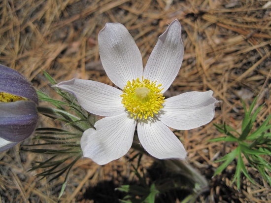 pasqueflower