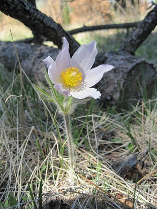 pasqueflower