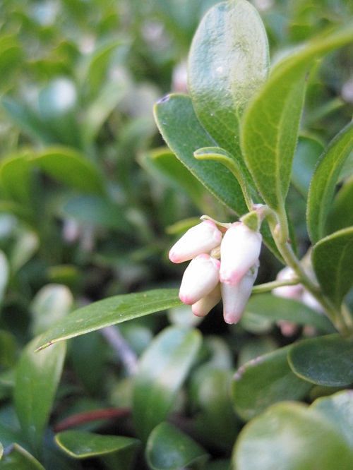 bearberry