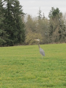 Blue Heron