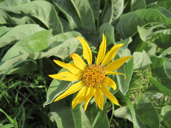 arrowleaf balsamroot