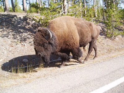 Buffalo