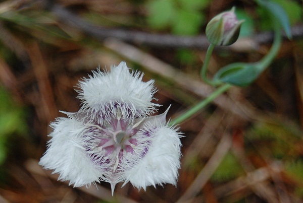 elegant calochortus