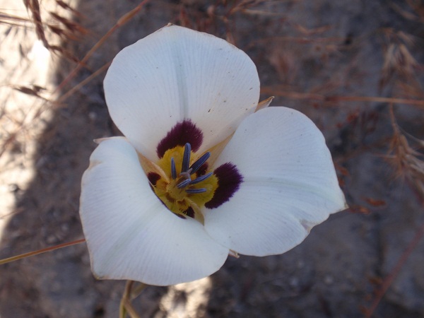 Calochortus