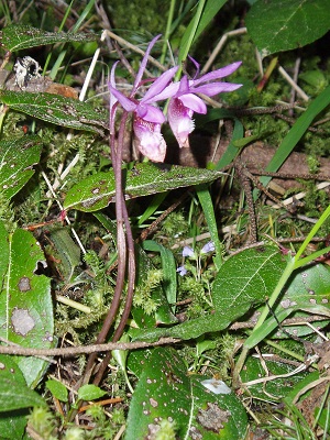 Fairy Slipper