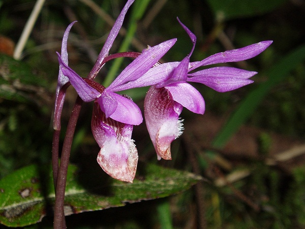 Fairy Slipper
