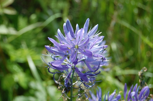 camas