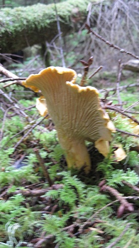 Chanterelle