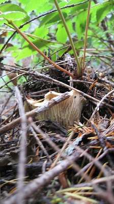 White Chanterelle
