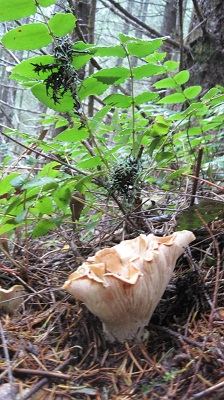 White Chanterelle
