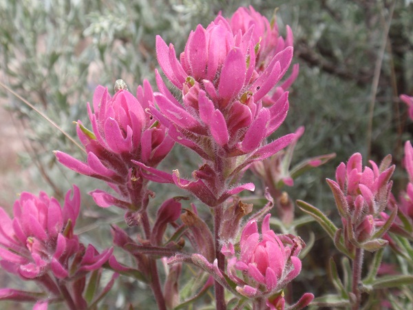 indian paintbrush