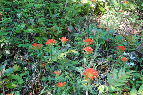 indian paintbrush
