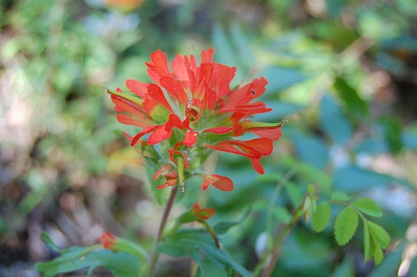 indian paintbrush