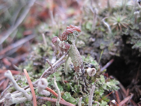 soldier lichen