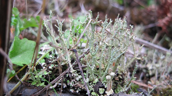 Cladonia