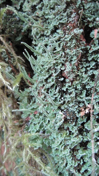 Cladonia