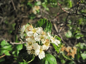 black hawthorn
