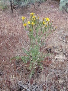 Hawksbeard