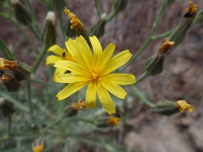 hawksbeard