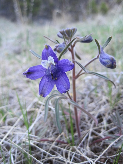 Larkspur