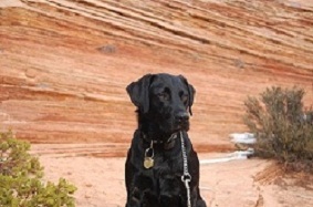 Duke the Black Labrador