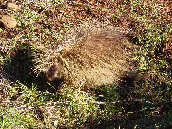 Porcupine
