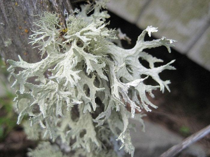 Evernia Lichen