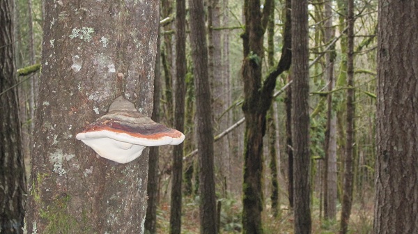 Shelf Fungus