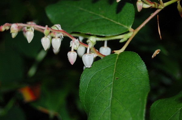 Salal