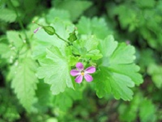 Geranium