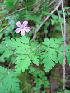 Herb Robert
