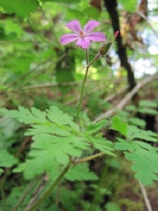 Herb Robert