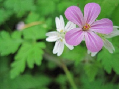 Herb Robert