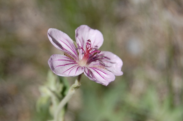 sticky geranium