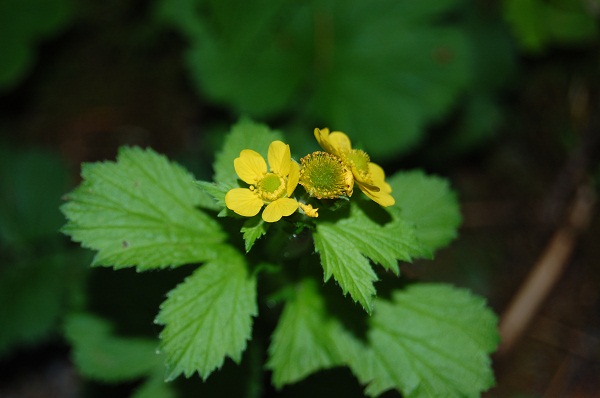 Geum