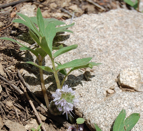 ballhead waterleaf
