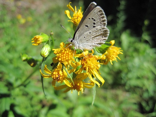 Moth on Flower