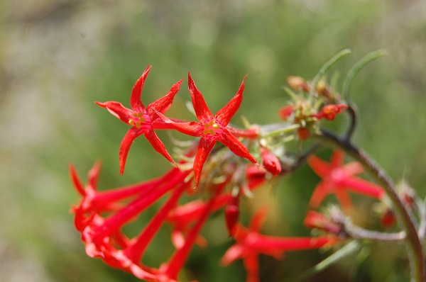 Scarlet Gilia