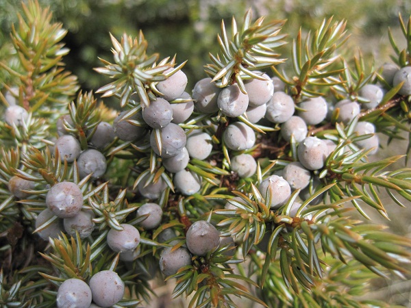 juniper