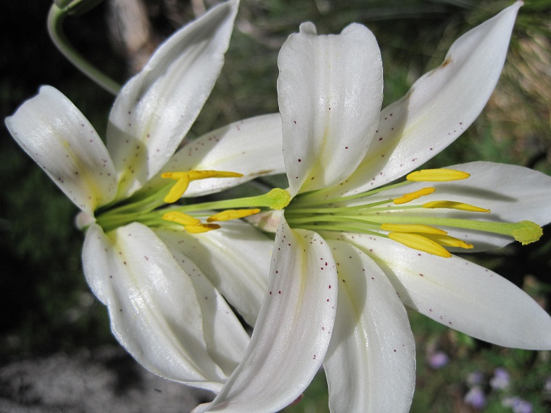 Lily Flower