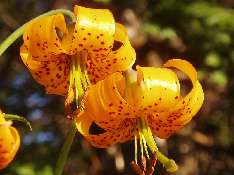 Tiger Lily