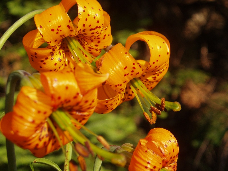 Tiger Lily