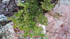 Lungwort