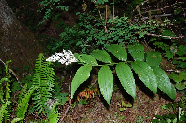 false lily of the valley