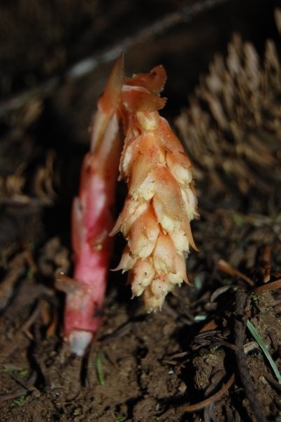 Pinesap
