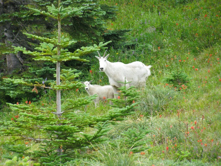 Mountain Goat